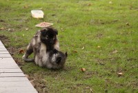 /album/fotogalerie-aglaia-alias-veena1/nemecky-vlci-spic-aglaia-460-jpg/